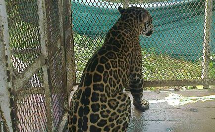 Aseguran 4 ejemplares de vida silvestre en Veracruz