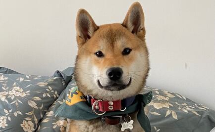 Dueños de Maple dudan que cenizas sean de su perrito; denuncian caso en Fiscalía