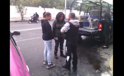 MH presentará denuncia por abandono de perros