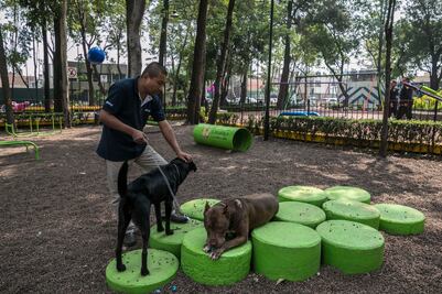 Conoce los parques donde puedes pasear a tu perro