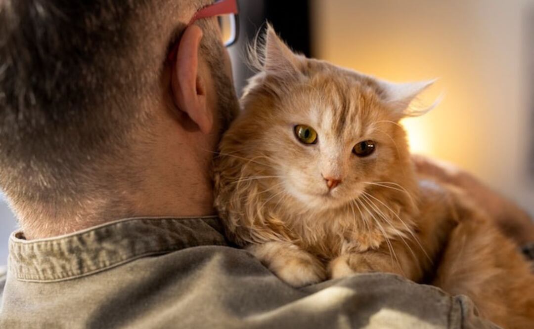 Que un gato se frote y muerda a su dueño no siempre es una señal de agresión. Fuente: Freepik.