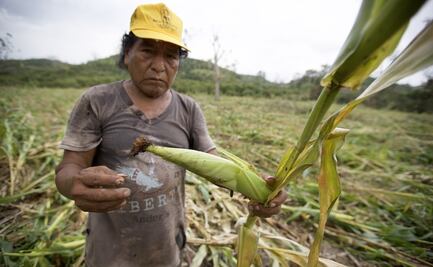 "Huracán Grace terminó con las cosechas", lamentan