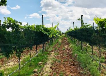 Celebra a Baco en los viñedos de Guanajuato