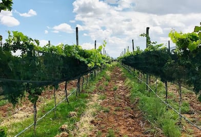 Celebra a Baco en los viñedos de Guanajuato 