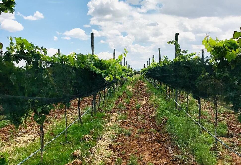 Foto: @museodelvinodeguanajuato