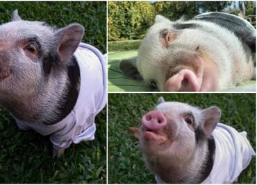 ¡Justicia para Roma! Demandan a argentino que adoptó a cerdita para comérsela en un asado