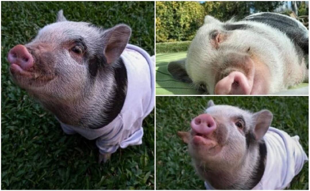 La mini pig tenía dos años. FOTO: Instagram: @the.minipig_roma