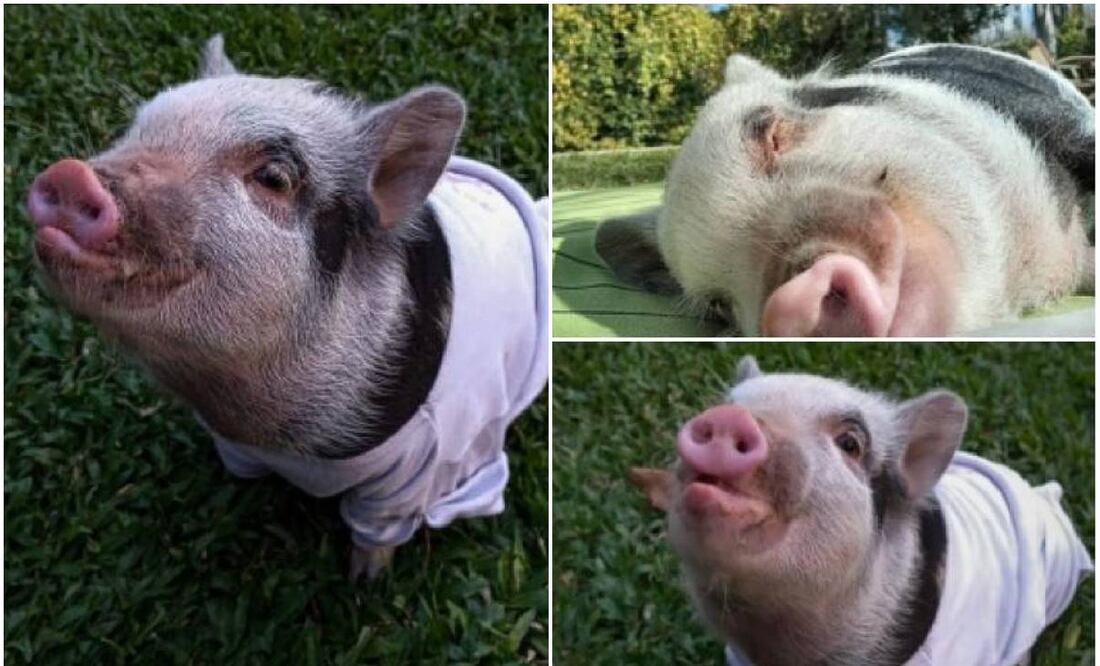 La mini pig tenía dos años. FOTO: Instagram: @the.minipig_roma