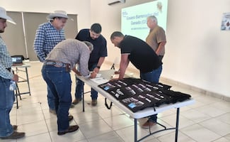Chihuahua refuerza prevención ante gusano barrenador; capacita a productores para detectar casos