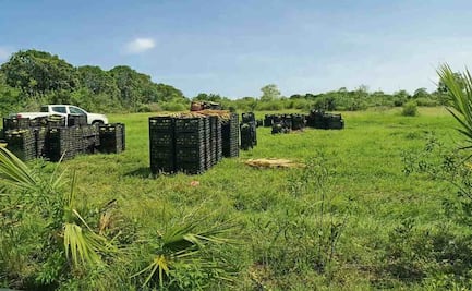 Roban a la Marina 22 toneladas de mango