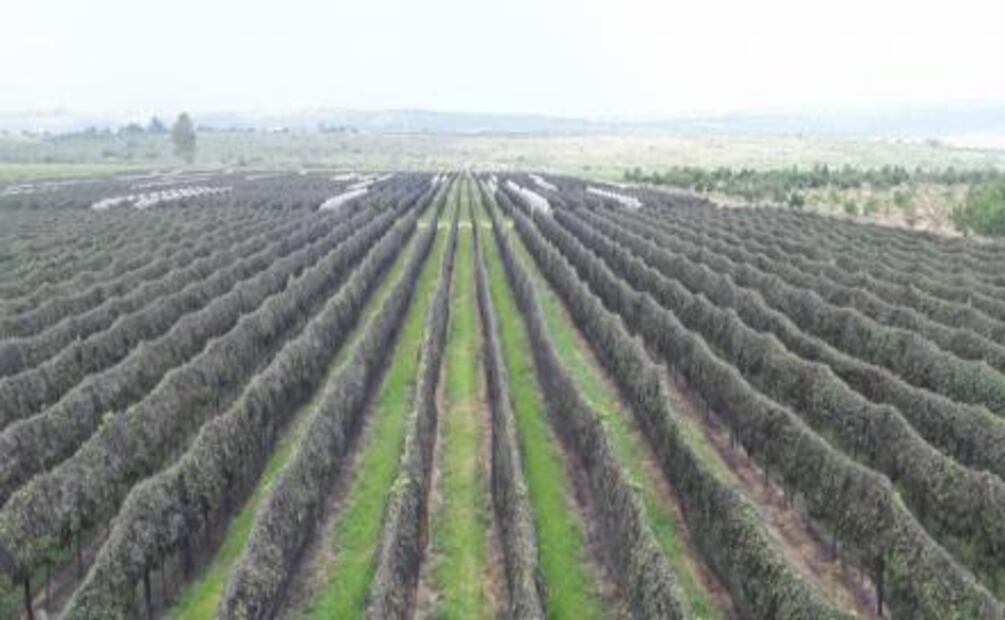 Mexico's vintage guide