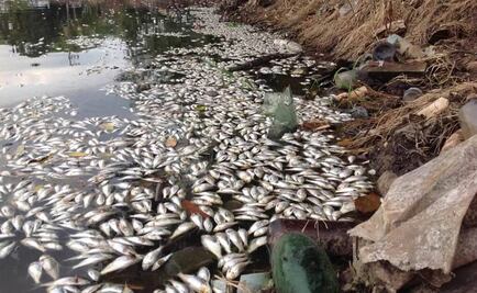 Muerte de peces en Tabasco, por falta de oxígeno
