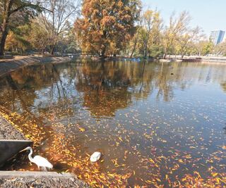 El reto de rehabilitar la naturaleza del Bosque de Chapultepec