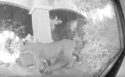 Captan a puma frente a casa en San Francisco