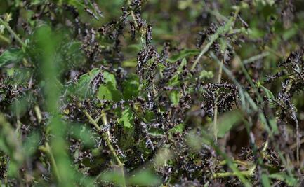 La plaga de langostas “de dimensiones bíblicas” que amenaza África