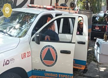 Resguardan policías a tlacuache hallado en un jardín de San Ángel Inn, en Álvaro Obregón
