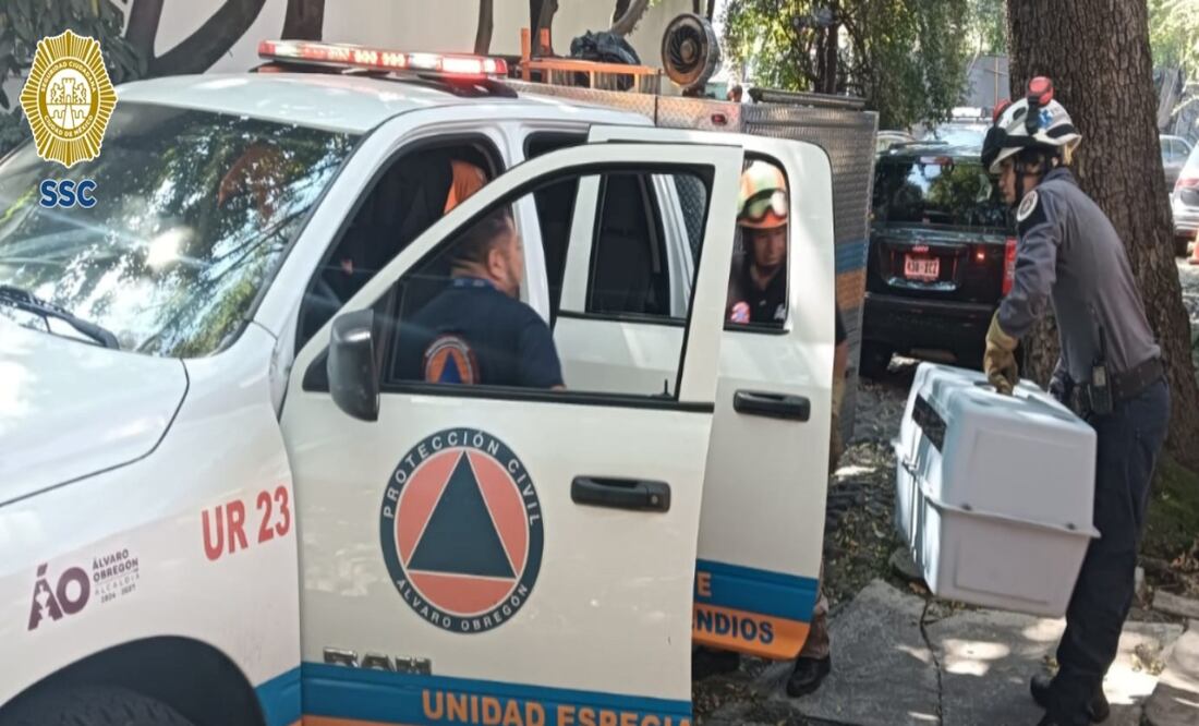 Resguardan policías a tlacuache hallado en un jardín de San Ángel Inn, en Álvaro Obregón. Foto: Especial