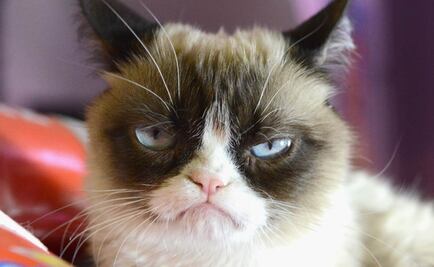 ¿Deprimido? ve videos de gatitos