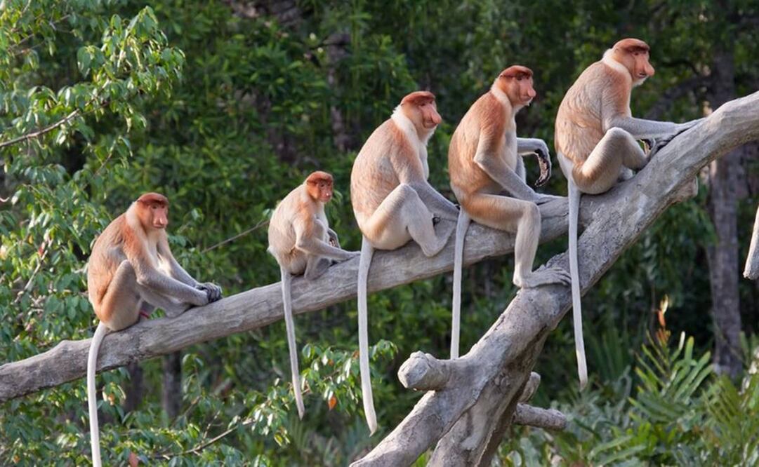 Cómo perdimos la cola los humanos