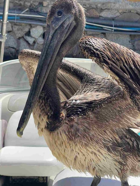 Conanp rescata a pelícano con anzuelo incrustado en el pecho en Cabo San Lucas (25/03/2026). Foto: Conanp