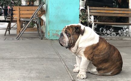 Vinculan a proceso a ladrón de “Emilio” por tentativa de extorsión