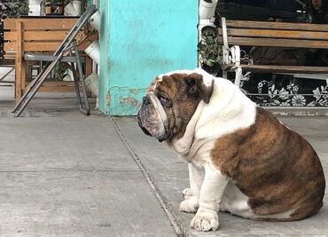 Vinculan a proceso a ladrón de “Emilio” por tentativa de extorsión