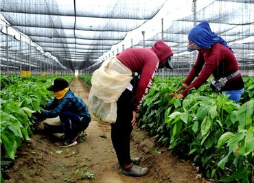 Ofrece INEA programas de alfabetización a más de 94 mil trabajadores del campo