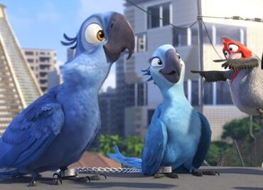 Temen completa extinción del guacamayo azul de "Rio"