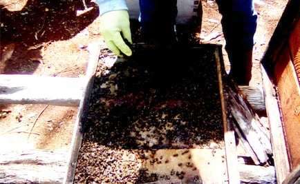 Plaguicida mata a miles de abejas en Q. Roo; fumigaron para sembrar chile