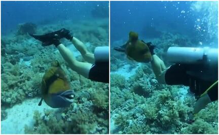 “Pensé que me rompería la piel": buzo es mordido por un pez con dientes humanos y se hace viral