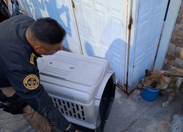 FOTOS Y VIDEO: Capturan a lobo en calles de San Juan de Aragón; es trasladado a Profepa para determinar su especie