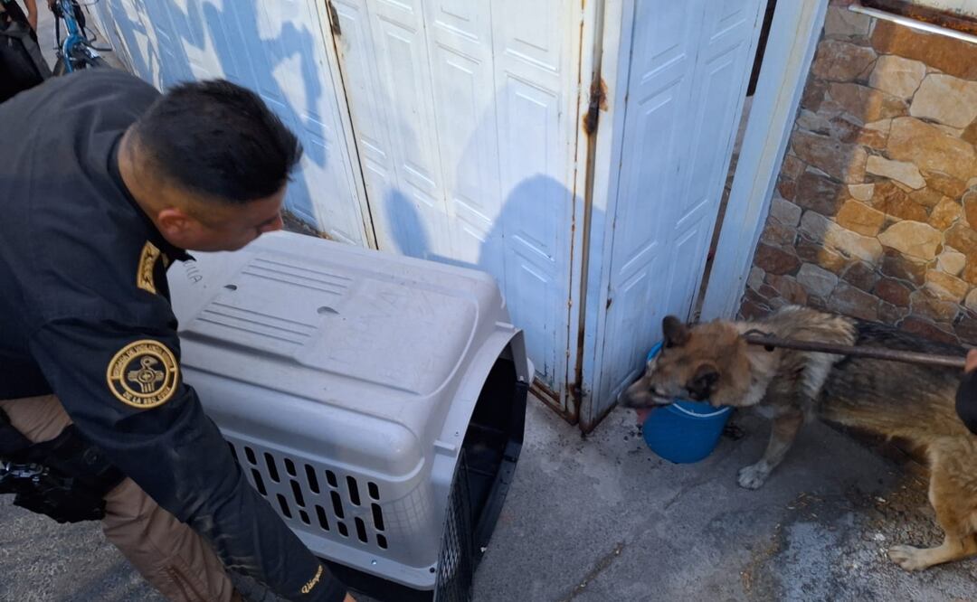 Rescatan en la GAM a lobo que escapó del Zoológico de Aragón. Foto: SGIRPC