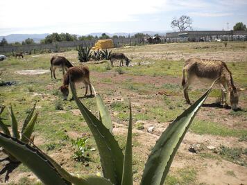 Piden apoyo para salvar “Burrolandia”, único santuario de burros en AL