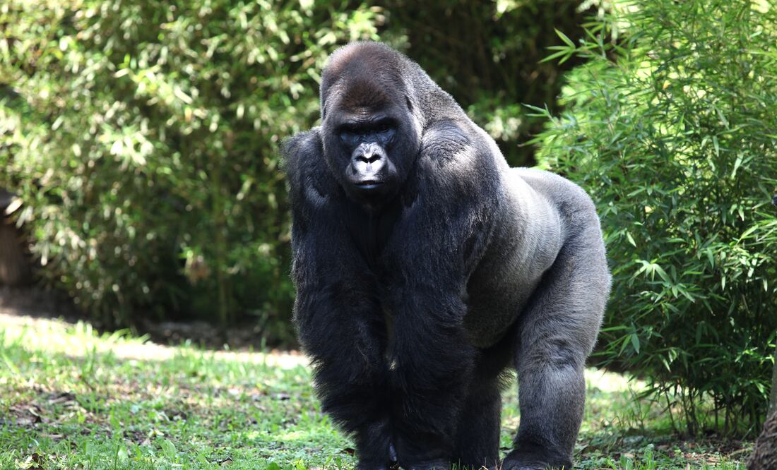 Valente Rosas / EL UNIVERSAL