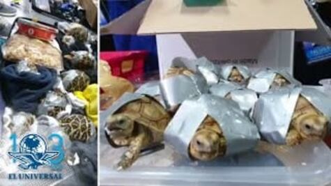 Hallan más de mil 500 tortugas exóticas envueltas en cinta adhesiva en Manila