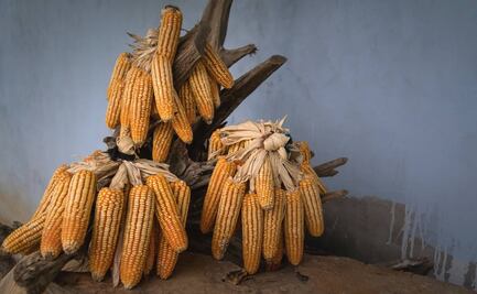 Ejecutivo tiene lista reforma para prohibir maíz transgénico; publica proyecto