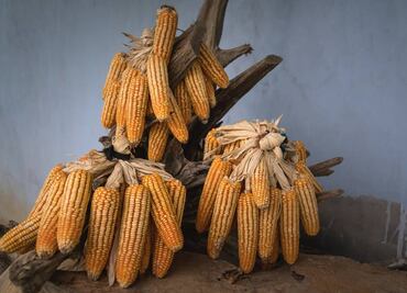 Comisiones del Senado avalan prohibición de maíz transgénico; propuesta pasa al Pleno para ser votada