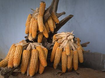 Comisiones del Senado avalan prohibición de maíz transgénico; propuesta pasa al Pleno para ser votada