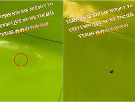 Metro de CDMX: captan chinche en asiento de Línea 9 y video causa pánico en TikTok