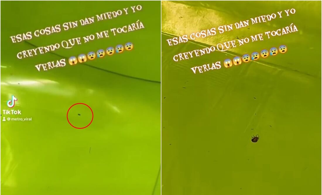 El video cuenta con 418 mil reproducciones y más de 4 mil 500 “likes”. Foto: @jackoleal5