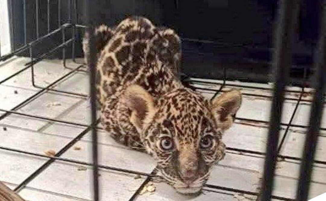 Cachorro de jaguar catalogado en peligro de extinción. Foto: Especial