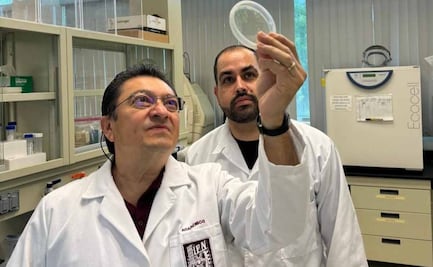 IPN desarrolla compuesto contra hongos en cultivos de maíz; fue creado a partir de bacterias