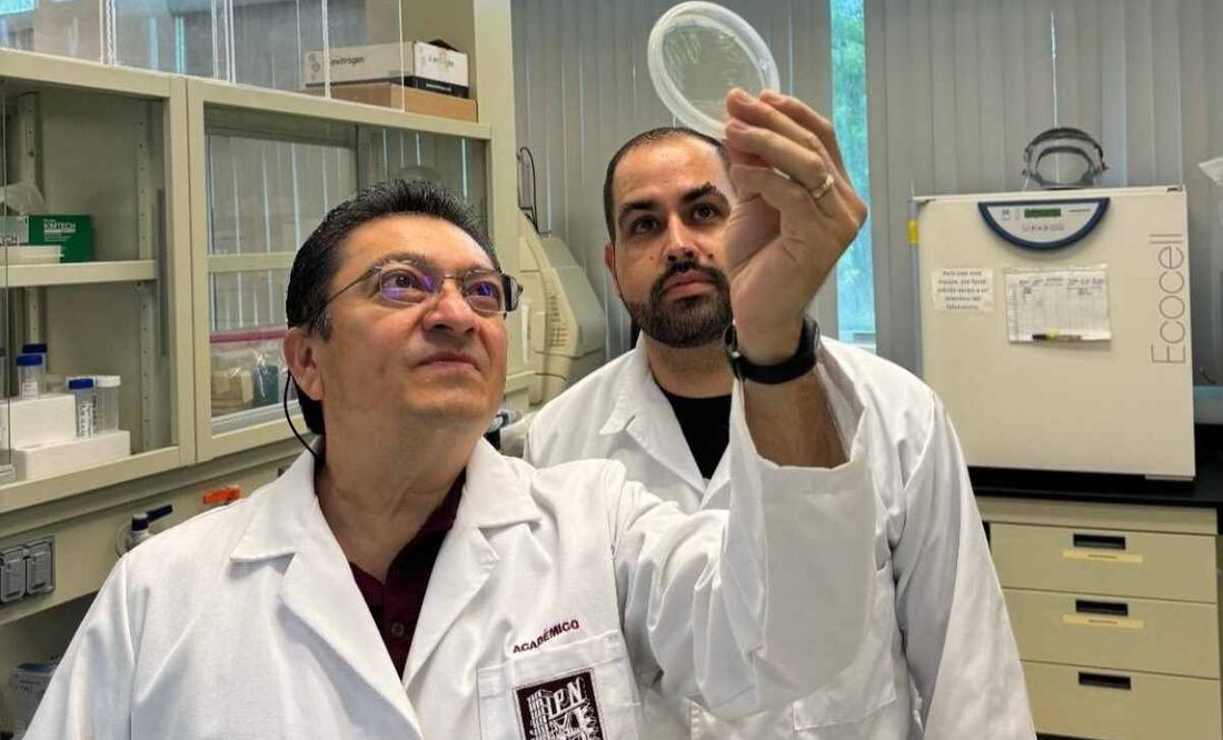 IPN desarrolla compuesto contra hongos en cultivos de maíz. Foto: Especial