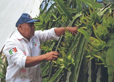 Pitahaya, la fruta del dragón; es esperanza para el campo en Oaxaca