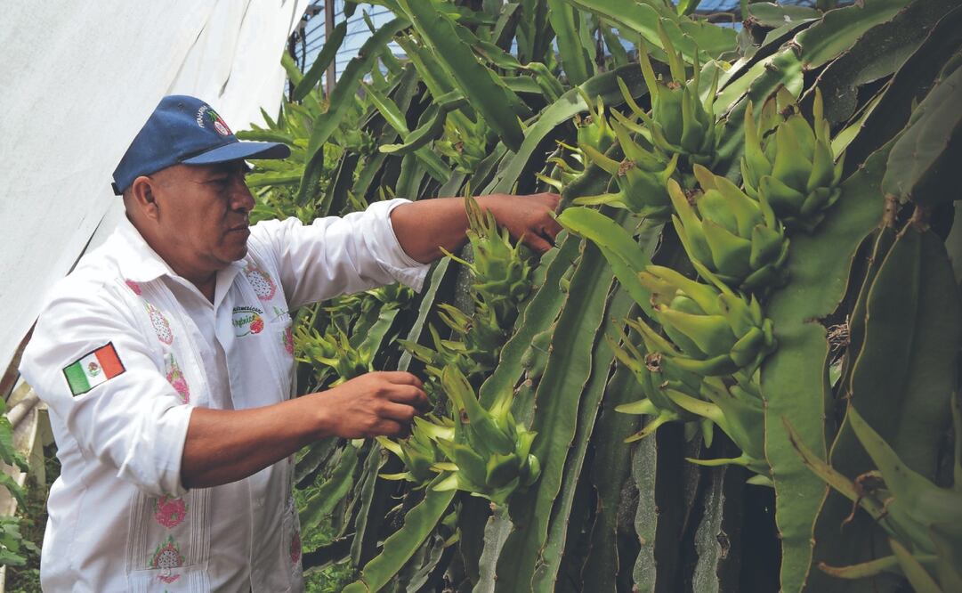 Existen tres bancos de adaptación de pitahaya o germoplasmas en Oaxaca, donde se adapta la semilla de esta fruta exótica para ser cosechada en el estado. Fotos: de Juan Carlos Zavala