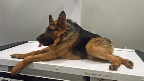 Quasimodo, el perro que con su joroba conquistó miles de corazones