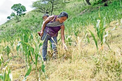 Acusan a Ejército de afectar plantíos en Guerrero