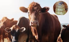 FAO y OIEA lanzan proyecto para frenar plaga de gusano barrenador en México, EU y Centroamérica; usará tecnología nuclear