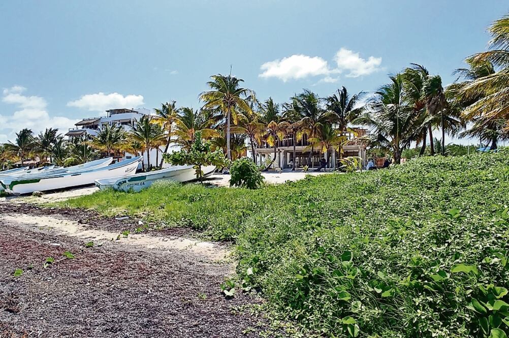 Amenaza. El recale masivo del alga podría derivar en un desastre ecológico de grandes dimensiones, dice experta. Foto: ESPECIAL