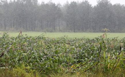 Tormenta afecta mil 300 hectáreas de cultivos en Chihuahua 
